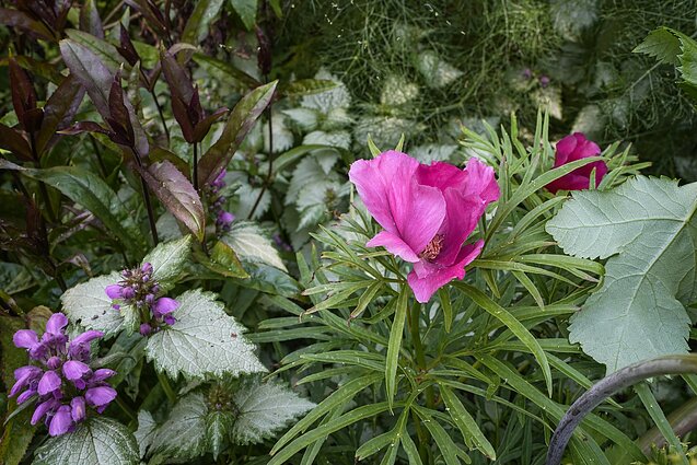 Prancūzijos Versalio sodų aromatas: gėlės buvo plukdamos iš viso pasaulio, įperkamos tik turtingiausiems