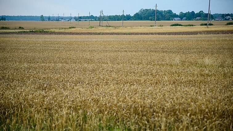 Ūkininkams sumaištį tebekelia pasikeitusi tvarka – prognozuojama, kad dalis pasėlių nedeklaruos