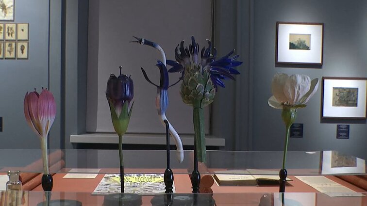 Pirmieji miesto sodai, gėlės ir žmogaus ryšys su gamta – parodoje „Florentem“