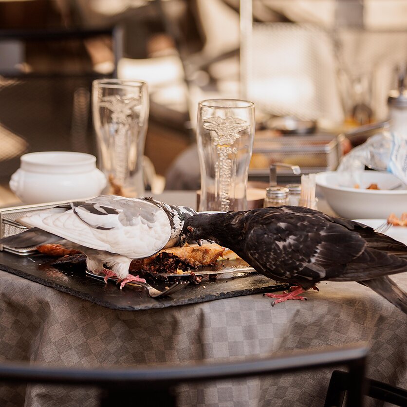 J. Stacevičiaus / LRT nuotr., Kavinė