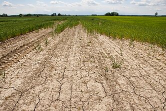 Drought (associative image)