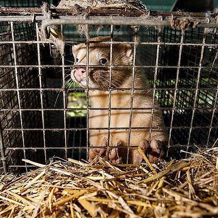 BNS nuotr., Kailiniai gyvunėliai