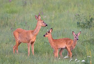 Stirna su stirniukais