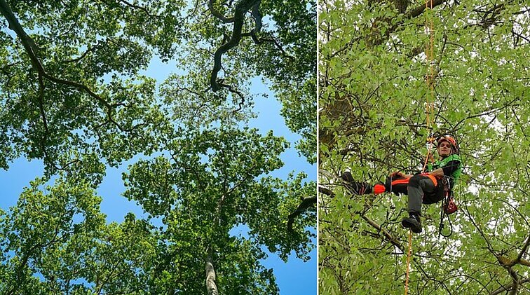 Plungėje varžosi geriausi Baltijos šalių arboristai – prasidėjo laipiojimo medžių laja čempionatas