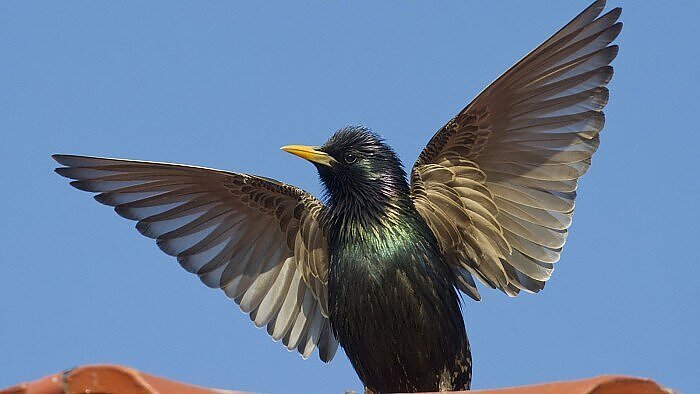 Varnėnai jau kyla skrydžiui į Pietus: kas iš tikrųjų vasaromis lesa vyšnias?