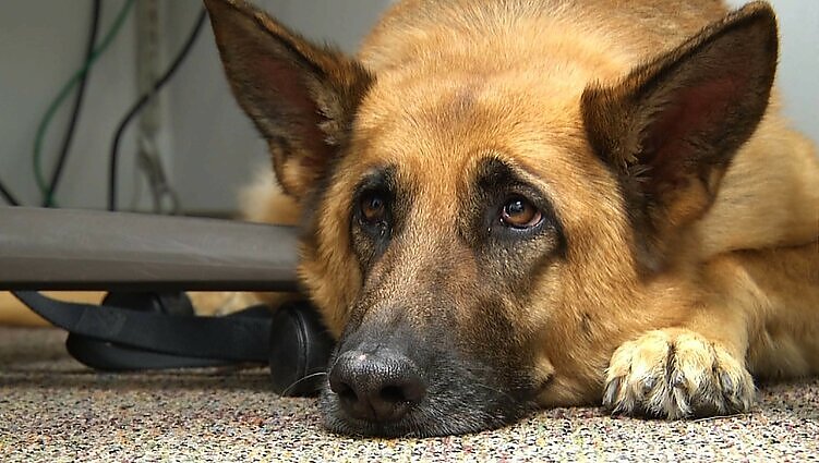 Druskininkuose – pasieniečių tarnybinių šunų meistriškumo čempionatas: kokie keturkojai pasirodo šiemet?