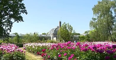 VDU Botanikos sodo bijūnynas