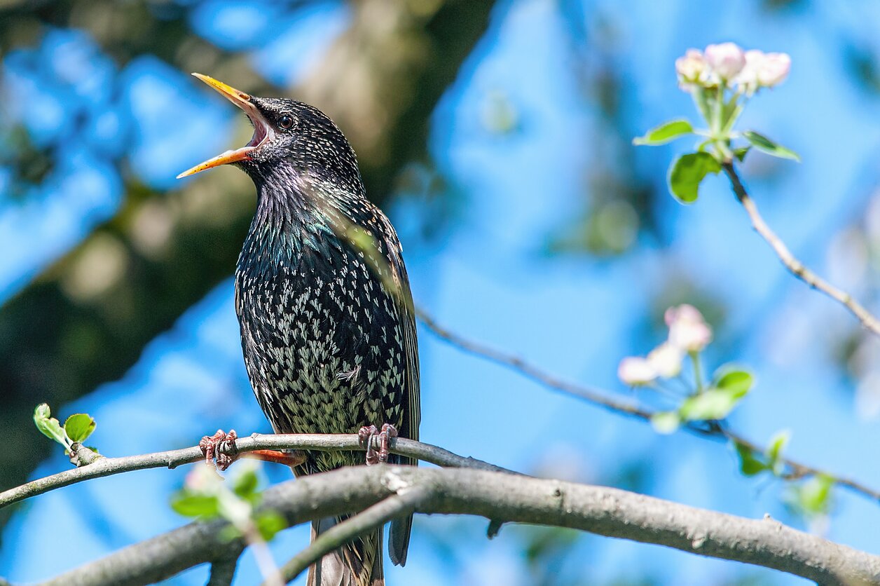 Paprastasis varnėnas (Sturnus vulgaris)