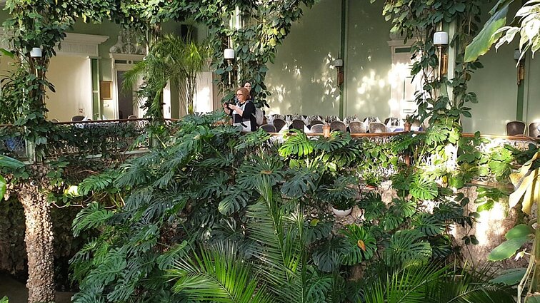 Remontu nepatenkintas fikusas metė lapus, bet sulaukti pavyko: duris atvėrė atsinaujinęs Kretingos Žiemos sodas