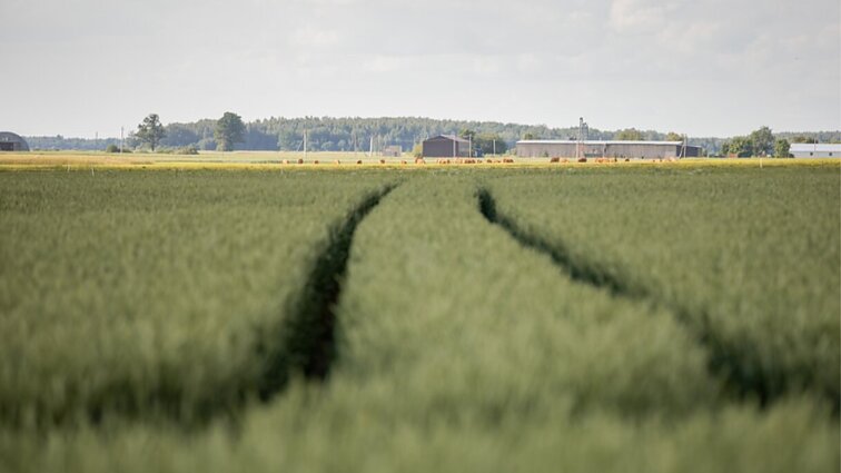 Susidėvėjusiems melioracijos tinklams atnaujinti reikėtų bent milijardo eurų, ministerija siūlo steigti fondą