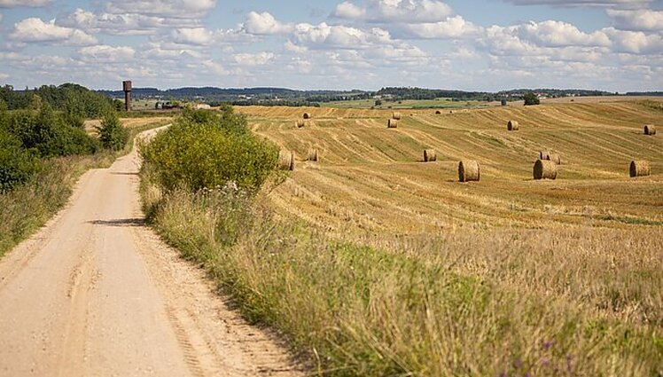 Žinios. Ūkininkai džiaugiasi pasirodžiusiu lietumi, tačiau praneša, kad dalis derliaus žuvo