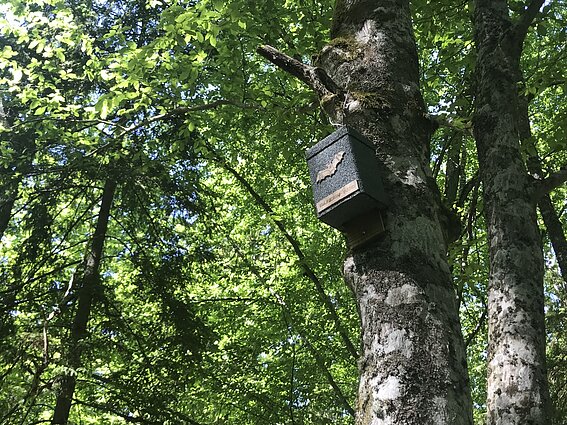 Inkilas šikšnosparniams Renavo dvaro sodybos miško parke