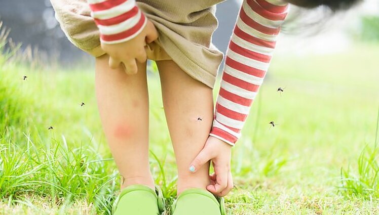 Entomologė atkreipia sodininkų dėmesį: dažnai nepagalvojame, bet patys veisiame uodus savo sklypuose