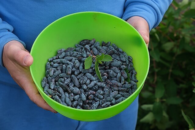 Populiarėja sausmedžio auginimas: iš Sibiro kilusio augalo uogos – puikus vitaminų šaltinis