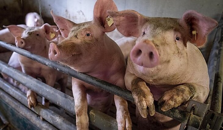 Afrikinis kiaulių maras vėl Lietuvoje: fiksuoti du židiniai Marijampolės ir Vilkaviškio apylinkėse