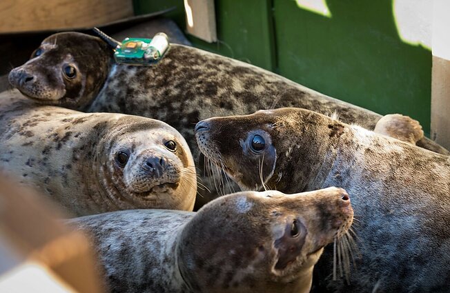 Paaugę ruoniai išplukdomi į jūrą: Lietuvos jūrų muziejus stebės migracijos trajektorijas