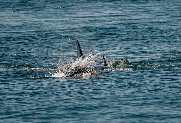 Orka