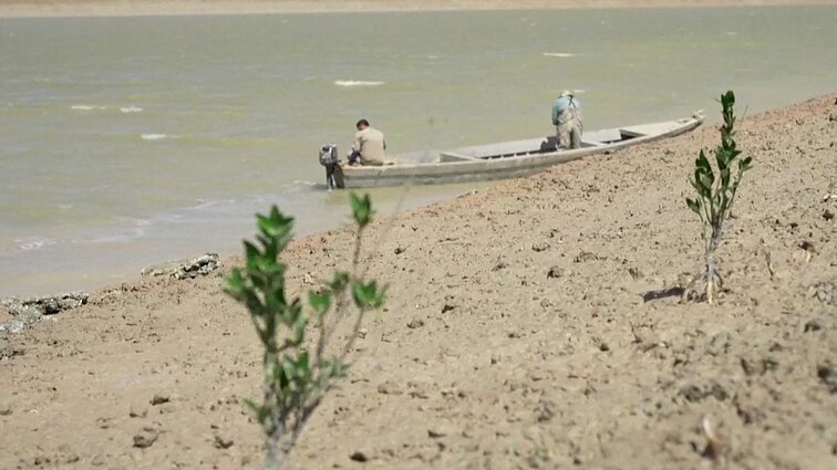 Slopina potvynius, valo orą ir suteikia prieglobstį gyvūnams: Irake kovai su klimato kaita pasitelkti mangrovių miškai