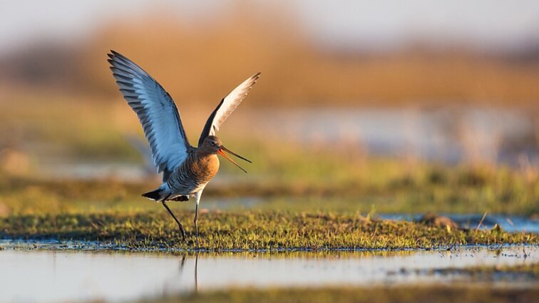 Vardus turi ne tik žmonės: kaip kuriami lietuviški augalų, gyvūnų, grybų pavadinimai?