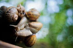 Улиточная ферма в Литве