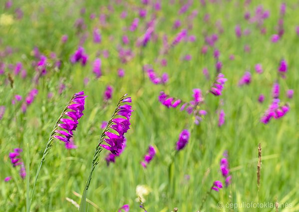 Paprastųjų kardelių pieva