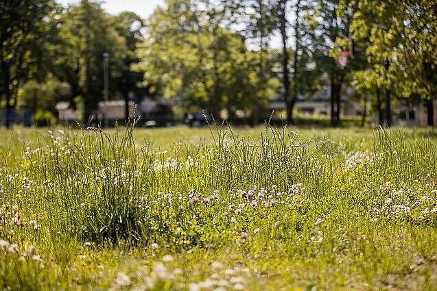 Palikti, negalima šienauti: Klaipėdos mokslininkai rekomenduoja miestuose leisti augti kuo daugiau natūralių pievų