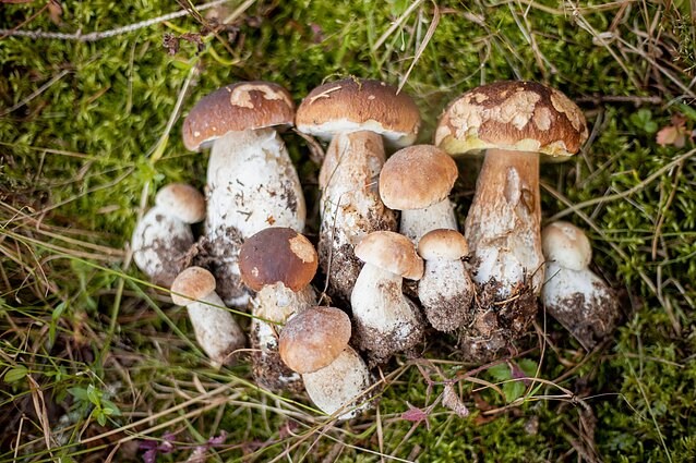 Botanikas Lapelė grybautojams ir uogautojams gerų žinių neturi: kol kas – „kūdai“, dzūkai su viltimi žiūri į dangų