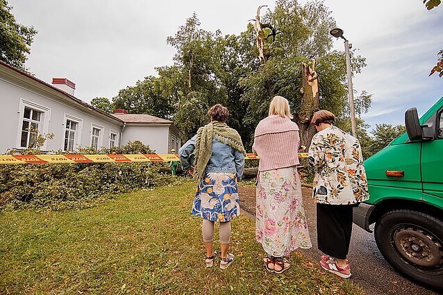 Smarki liūtis skaudžiai atsiliepė miesto medžiams: pakitusių orų neatlaikė seniausia sostinės liepa