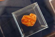 Grafienės Antaninos Sofijos Tiškevičienės Kretingos muziejui dovanota gintaro dirbinių kolekcija