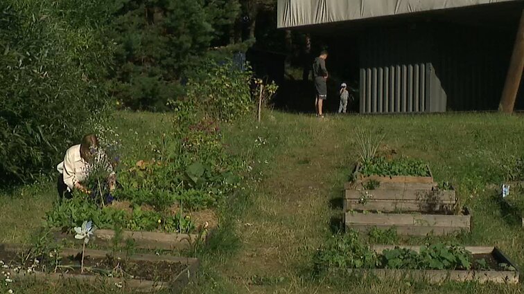 Daržas mieste – paprasčiau, nei atrodo: Vilniaus Pilaitės mikrorajone ketvirtą sezoną klesti daržininkų bendruomenė