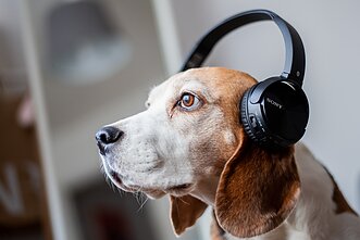 Muzika / tinklalaidė