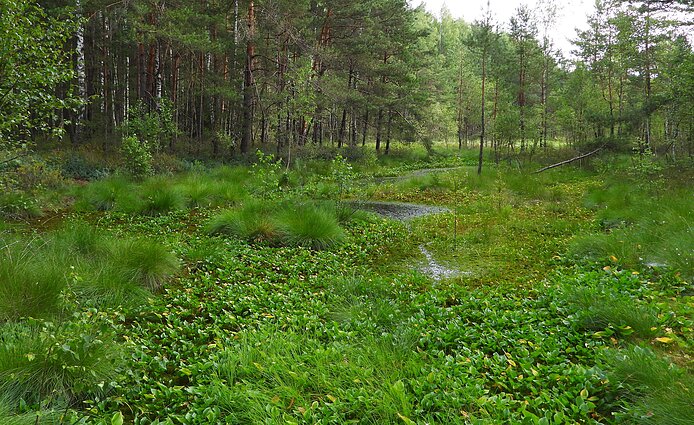 Velniabliūdžio pelkės augalija