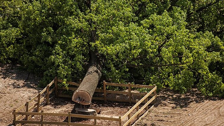 Seime – iniciatyva didinti baudas už medžių kirtimą: Tomilino teigimu, sumos galėtų kilti 10 kartų