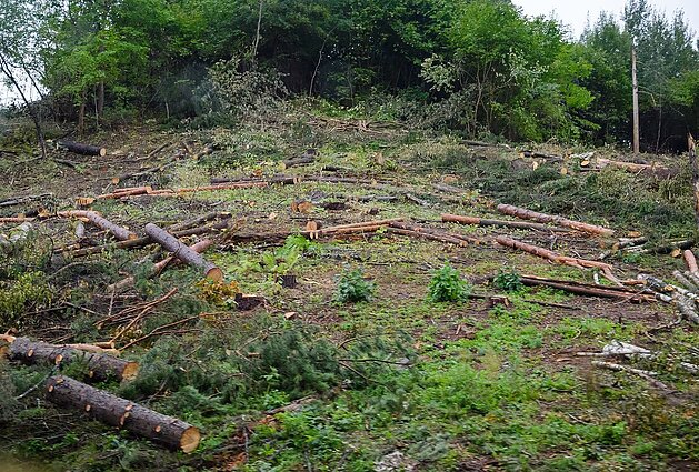 Baudos už neteisėtą medžių kirtimą: Tomilino teigimu, už miško sunaikinimą galėtų grėsti baudžiamoji atsakomybė