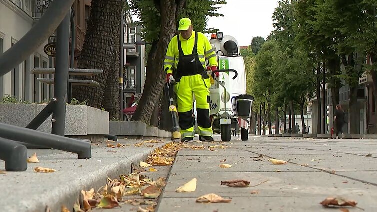 Ruduoja Laisvės alėjos liepos: specialistai sako, kad susidėjo viskas – šalna, sausra ir prieš kelerius metus vykusi rekonstrukcija