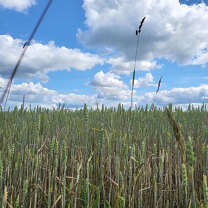 Gimtoji žemė. Ekologiniuose ūkiuose užauginta produkcija – užsienio perdirbėjams