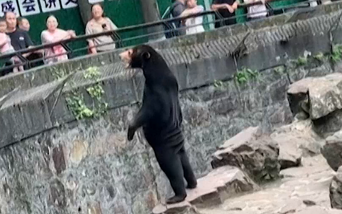 Zoologijos sodui Kinijoje teko neigti kalbas, kad jų turimi lokiai tėra persirengę žmonės: biologas tikina, kad vaizdo įraše – tikras malajinis lokys