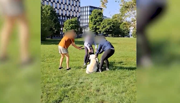 Užfiksuotas žiaurus šuns užpuolimas: bandydamas atskirti šunis, šeimininkas ima trankyti augintinį pagaliu