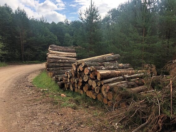 Iškirstas miškas Molėtų rajone