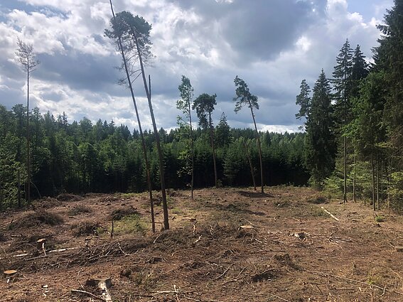 Iškirstas miškas Molėtų rajone
