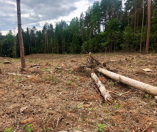 Iškirstas miškas Molėtų rajone