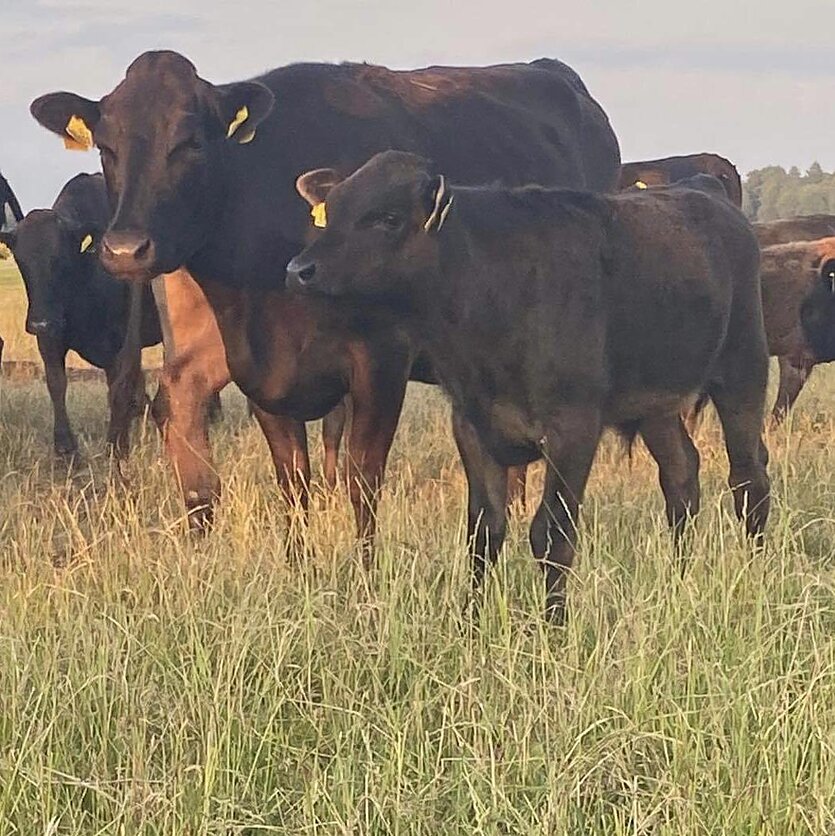 Lina Balčiauskienė., Lina ir Mindaugas Balčiauskai ėmėsi pirmieji auginti „Wagyu“, kurių mėsa – brangiausia pasaulyje, ir neapsiriko.