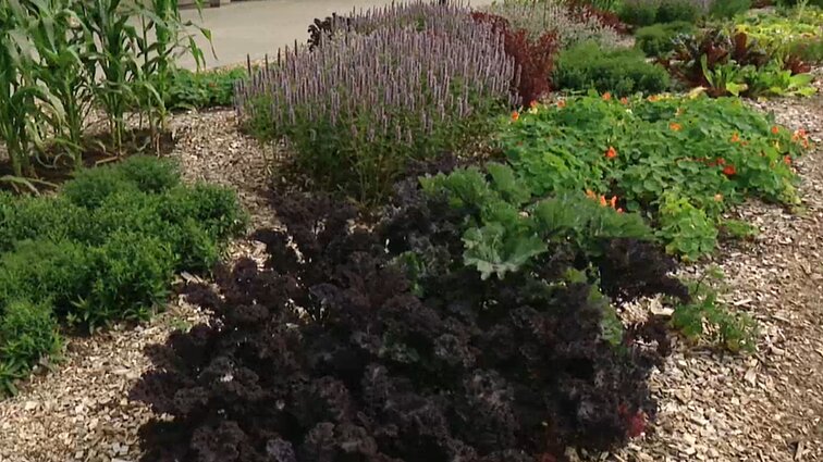 Vilniaus centre vietoj gėlyno – miesto daržas: auga pomidorai, kopūstai, vaistažolės