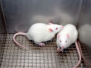 Laboratorinės pelės, asociatyvi nuotr.