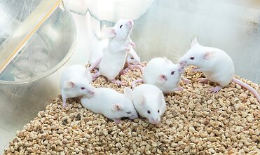 Laboratorinės pelės, asociatyvi nuotr.