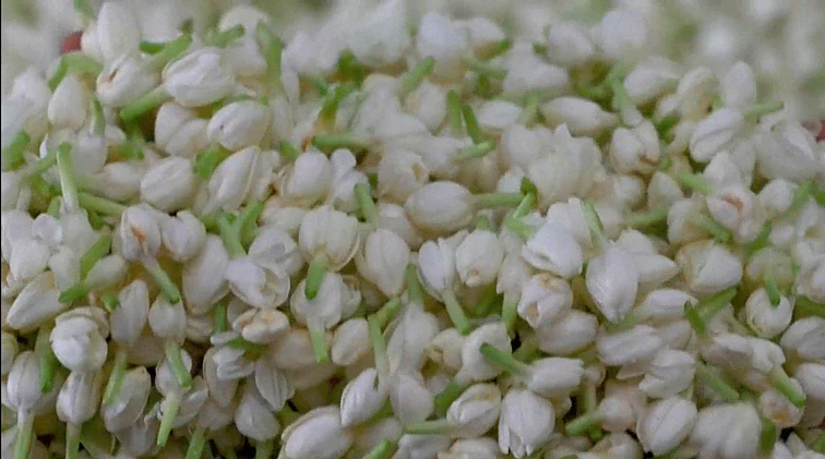 Vienas prabangiausių kvapų – arabinis jazminaitis: už litrą ekstrakto gali tekti atseikėti ne vieną tūkstantį eurų