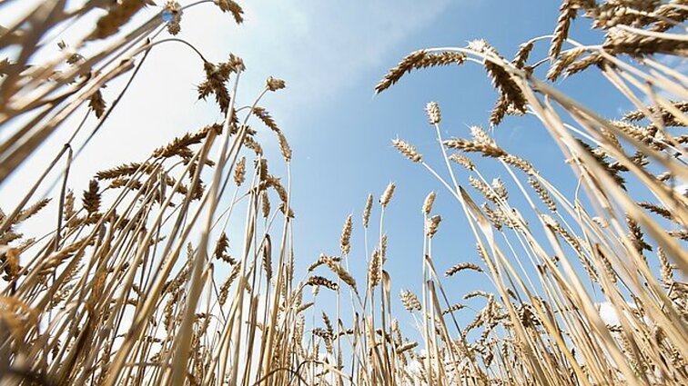Ekologinių ūkių savininkai neviltyje: taip blogai dar nebuvo