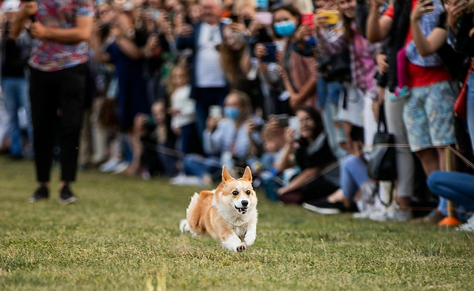 Korgių lenktynių organizatorius apie tai, kaip pamilo šią veislę: norėjau ne šuns, o korgio