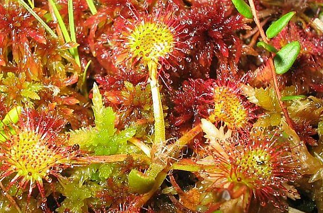 Neįprastas saulašarių gyvenimo būdas: Lietuvoje auga 10 vabzdžiaėdzių augalų rūšių