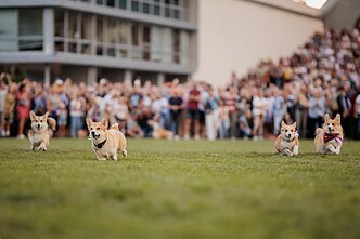 Corgi race in Vilnius Corgi race in Vilnius